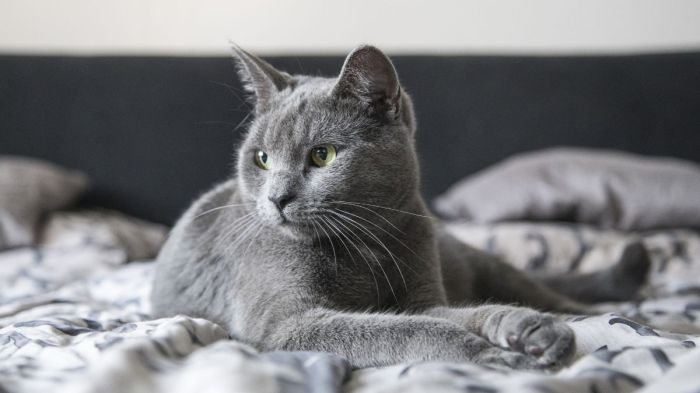 Russian Blue Cat Temperament Russian Blue Cat: Info, Pictures, Care,