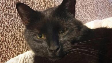 77+ Evil Cat Names That Will Make You Chuckle Nervously