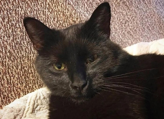 77+ Evil Cat Names That Will Make You Chuckle Nervously