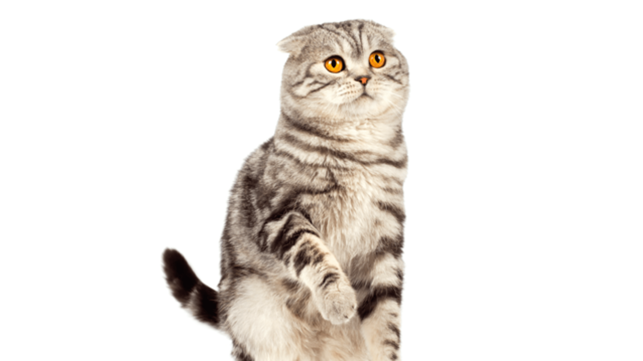 Breed Of Cat With Floppy Ears at Paula Roche blog
