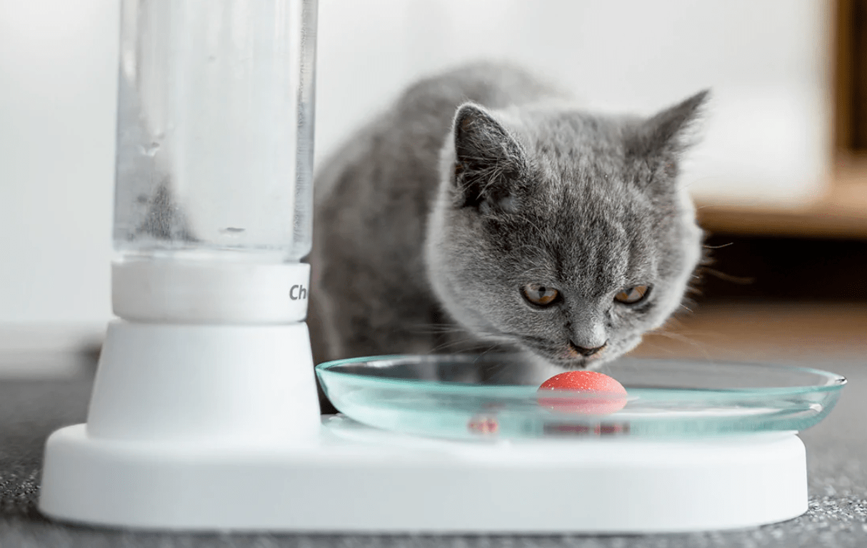 Best Cat Water Fountains 2025 - Forbes Vetted