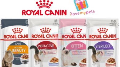 Royal Canin Cat Food Review | Cat food, Canned cat food, Feline health