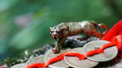59 Great Chinese Cat Names and Their Meanings - A-Z Animals