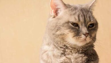 Can cats eat almond