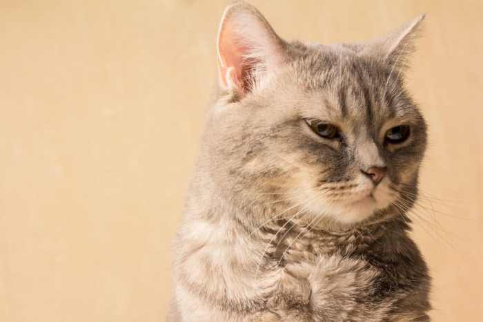 Can cats eat almond