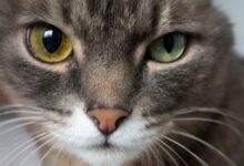 What Causes Red Spots Around Eyes After Vomiting In Cats - Infoupdate.org