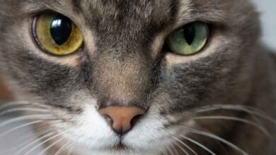 What Causes Red Spots Around Eyes After Vomiting In Cats - Infoupdate.org