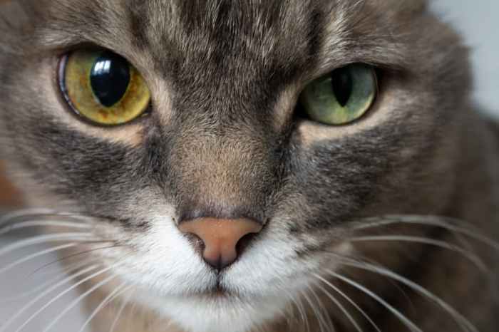 What Causes Red Spots Around Eyes After Vomiting In Cats - Infoupdate.org