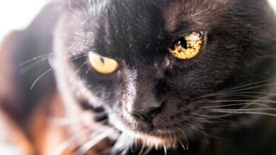 What Causes Brown Spots In Cat S Eyes - Infoupdate.org