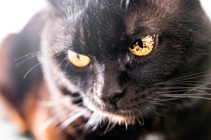 What Causes Brown Spots In Cat S Eyes - Infoupdate.org