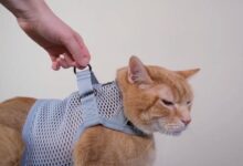 Best Cat Harnesses: Safe and Comfortable Walks with Your Cat