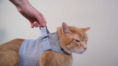 Best Cat Harnesses: Safe and Comfortable Walks with Your Cat