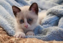 How to Read Your Kitten's Body Language - Vetstreet | Vetstreet