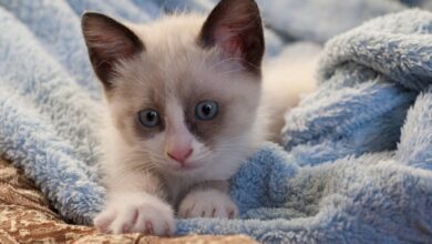 How to Read Your Kitten's Body Language - Vetstreet | Vetstreet