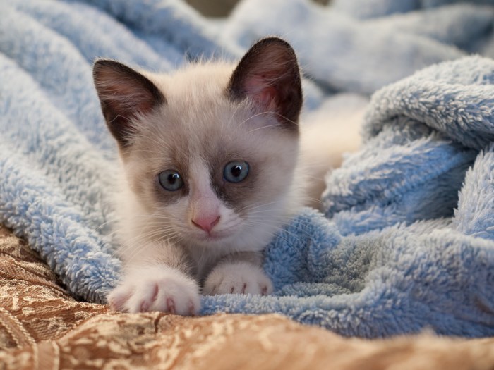 How to Read Your Kitten's Body Language - Vetstreet | Vetstreet