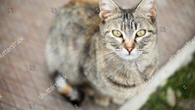 Mackerel tabby cat hi-res stock photography and images - Alamy