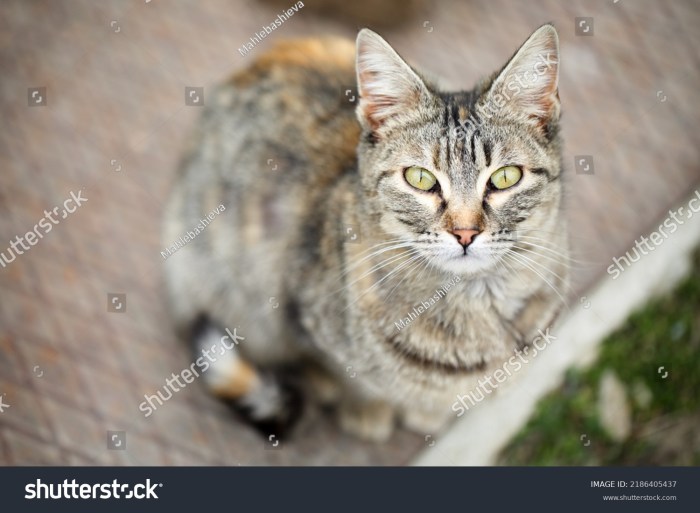 Mackerel tabby cat hi-res stock photography and images - Alamy