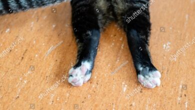 How Do I Train My Cat To Stand On His Hind Legs?