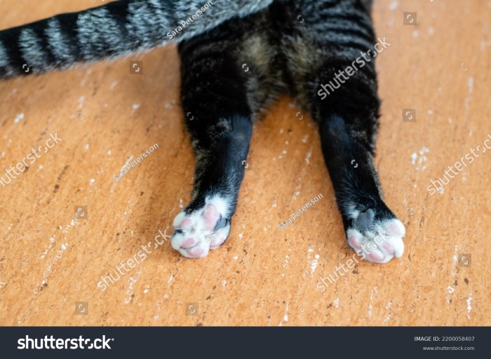 How Do I Train My Cat To Stand On His Hind Legs?