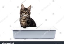 17 Cat Siting Litter Box Royalty-Free Photos and Stock Images ...