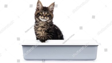 17 Cat Siting Litter Box Royalty-Free Photos and Stock Images ...