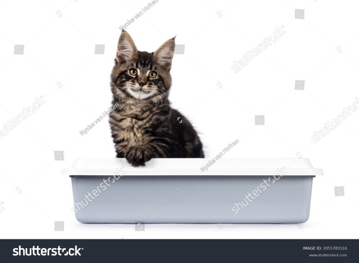 17 Cat Siting Litter Box Royalty-Free Photos and Stock Images ...