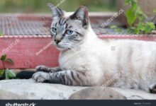Happy Lynx Point Siamese Tabby Cat Stock Photo 1938798910 | Shutterstock
