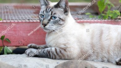 Happy Lynx Point Siamese Tabby Cat Stock Photo 1938798910 | Shutterstock