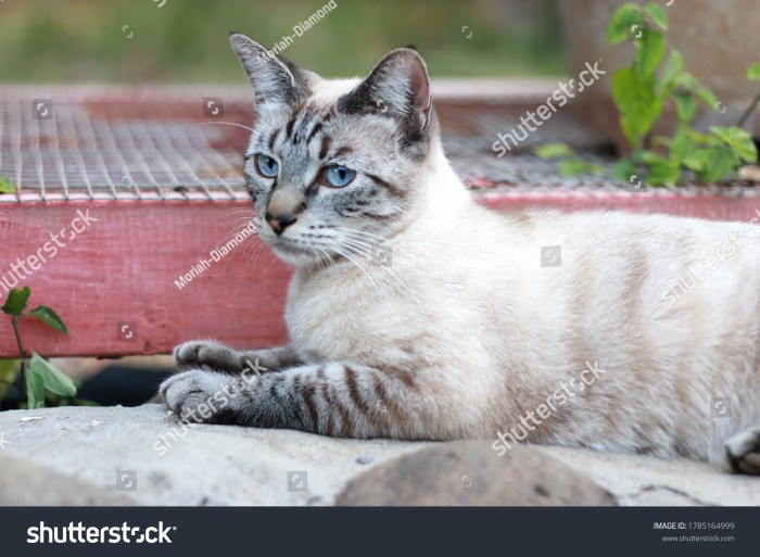 Happy Lynx Point Siamese Tabby Cat Stock Photo 1938798910 | Shutterstock