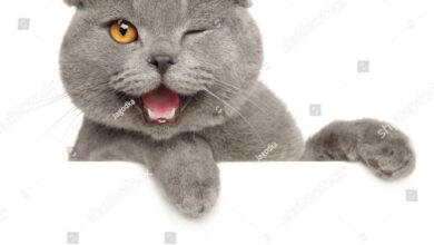 Wink | Cats, Cute cats, Crazy cats