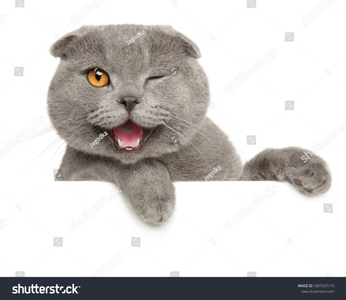 Wink | Cats, Cute cats, Crazy cats