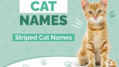 200+ Stripped Cat Name - Funny and Creative Ideas