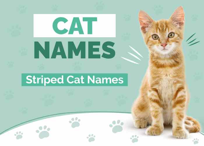 200+ Stripped Cat Name - Funny and Creative Ideas