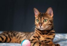 Tiger Cat Names