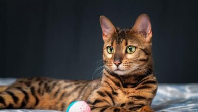 Tiger Cat Names