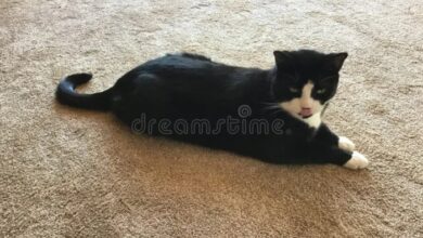 Tuxedo cats: 10 fun facts you need to know | PetsRadar