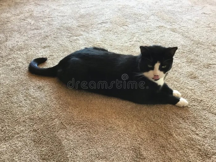 Tuxedo cats: 10 fun facts you need to know | PetsRadar