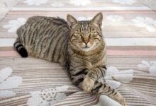 10 Famous Striped Tiger Cat Breeds in the World (Tiger Striped Cat ...