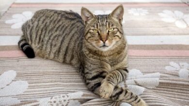 10 Famous Striped Tiger Cat Breeds in the World (Tiger Striped Cat ...
