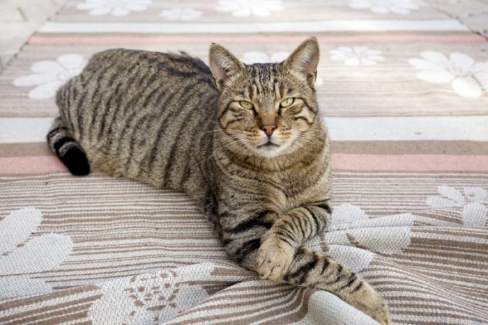 10 Famous Striped Tiger Cat Breeds in the World (Tiger Striped Cat ...