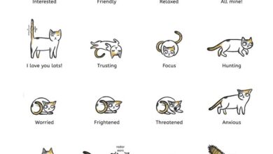 Flick Dot Buzz . com - Website for cats and cat lovers