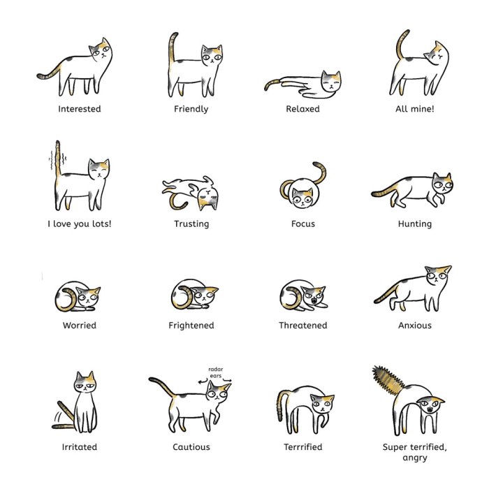 Flick Dot Buzz . com - Website for cats and cat lovers