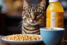 Why Cats Need Taurine - The Tiniest Tiger