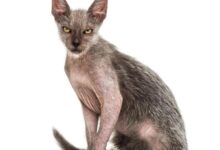 Funniest looking cat breeds