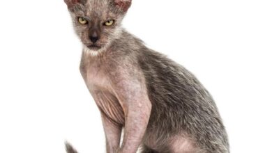 Funniest looking cat breeds