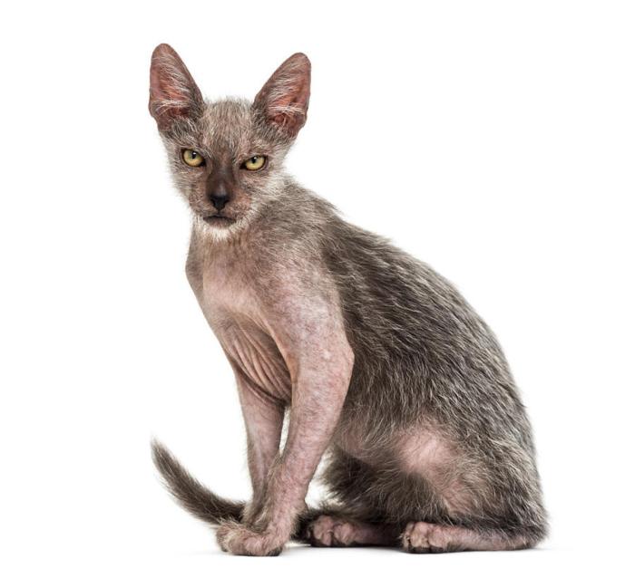 Funniest looking cat breeds