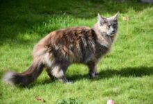 Diluted tortie cat