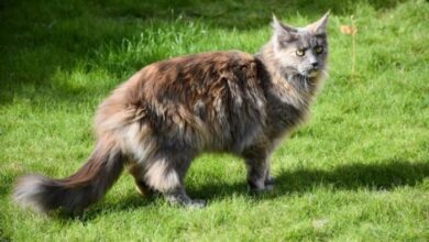 Diluted tortie cat