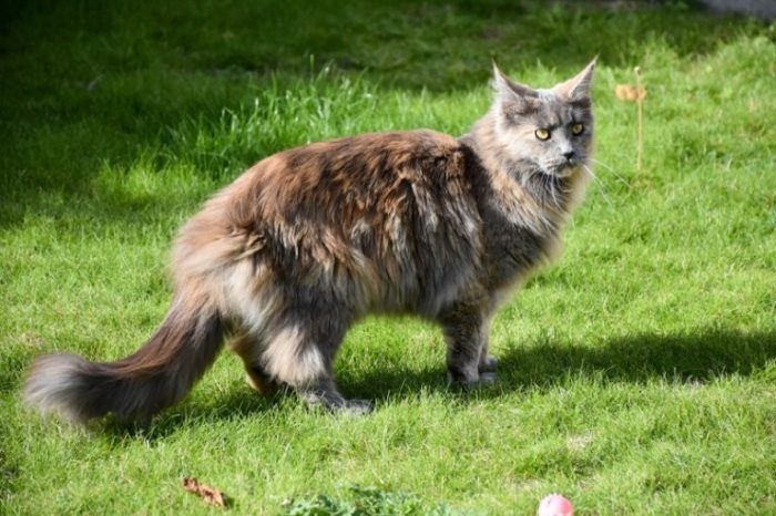 Diluted tortie cat