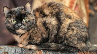 Tortoiseshell vs calico